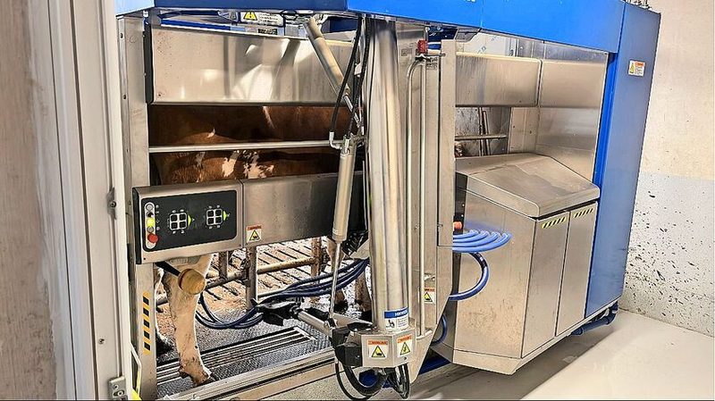 Während die durchschnittliche Milchleistung im alten Stall bei 8000 kg lag, erhöhte sich diese mit dem DeLaval-Melkroboter auf 11 000 kg.