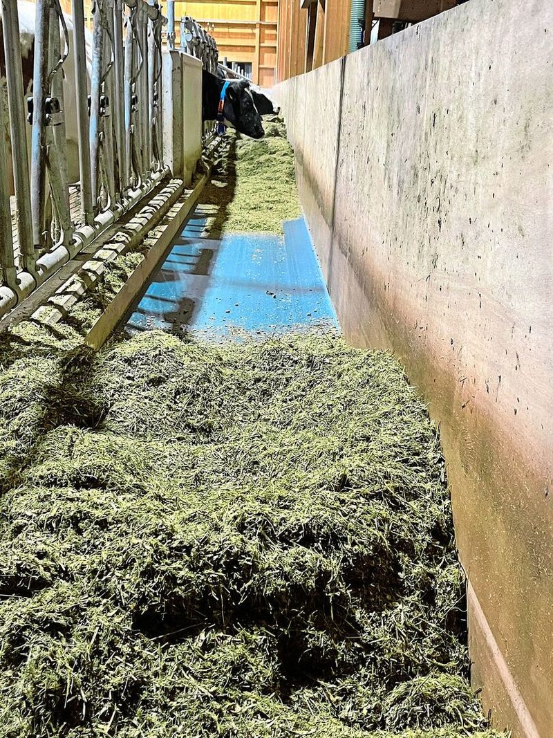 Die Milchkühe erhalten die Futtermischung über ein Futterband.