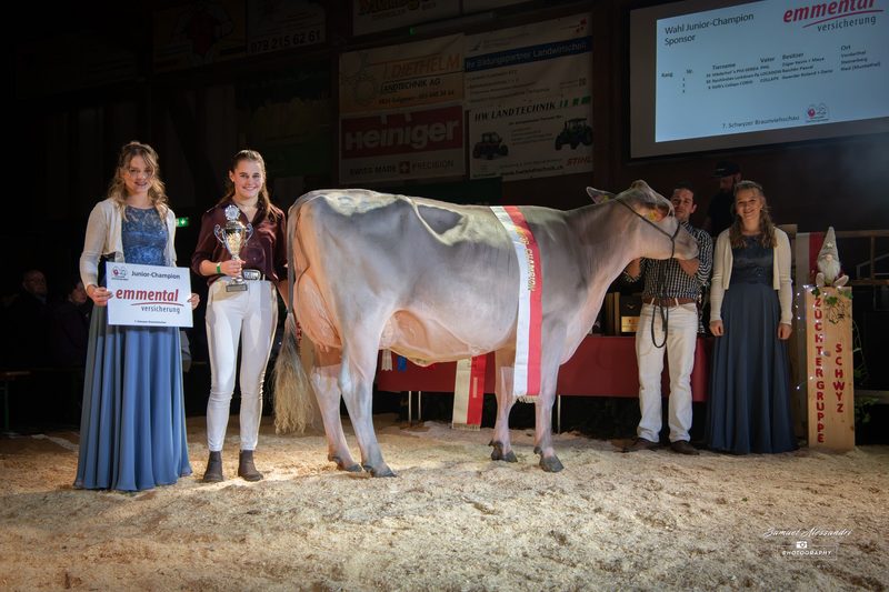 Überragende Phoenix gewinnt an der 7. Schwyzer Braunviehschau