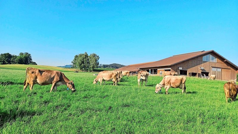 Im Sommer sind die Kühe halbtags auf den Weiden, die rund um den Stall arrondiert sind. Portionenweide hat sich auf dem Betrieb Ammann bewährt.