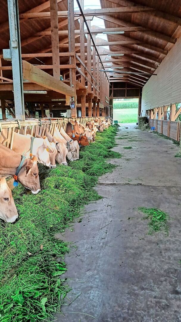 Ammanns Stall, etwas ausserhalb von Wittenwil, bietet Platz für 60 Milchkühe der Rasse Braunvieh. Die silofreie Milch wird täglich von der Käserei Wängi abgeholt.