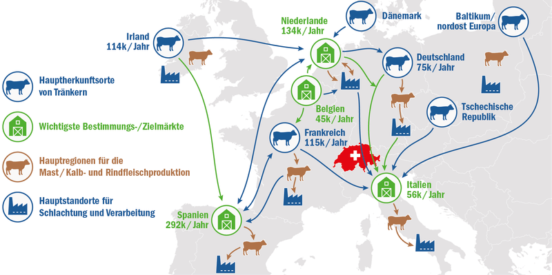 Rinderexporte für 1,3 Milliarden Euro, doch die Frage bleibt: Braucht Europa den Viehhandel noch?