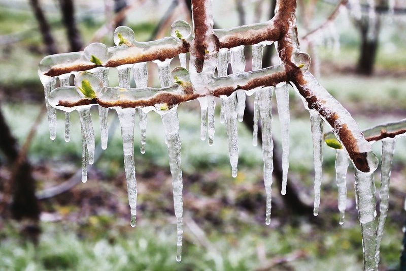 Ein dicker Eispanzer schützt die jungen Triebe der Mini-Kiwi im Zürcher Weinland vor Frost.