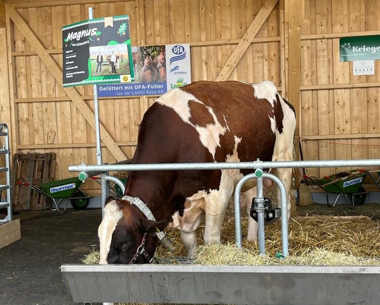 Siegermuni für Schwingerkönig ausgewechselt: Magnus ist im Tierspital