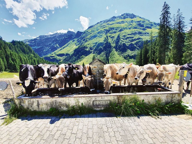Die Alp Novai liegt bei Klosters eingangs des Vereinatals. Hier wurden diese Saison 76 Kühe und 40 Alpschweine gesömmert.