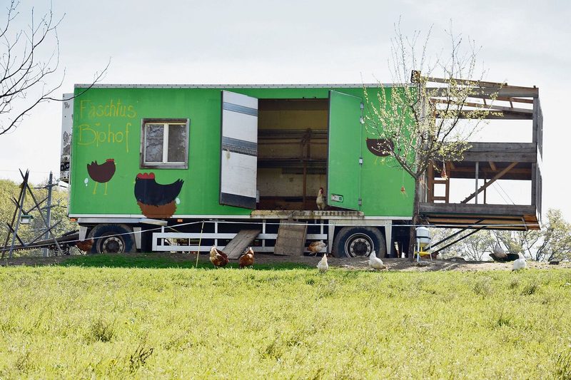 200 Legehennen der Rassen Cream und Coffee sind auf dem Betrieb zu Hause. Die Eier werden auch verkauft.