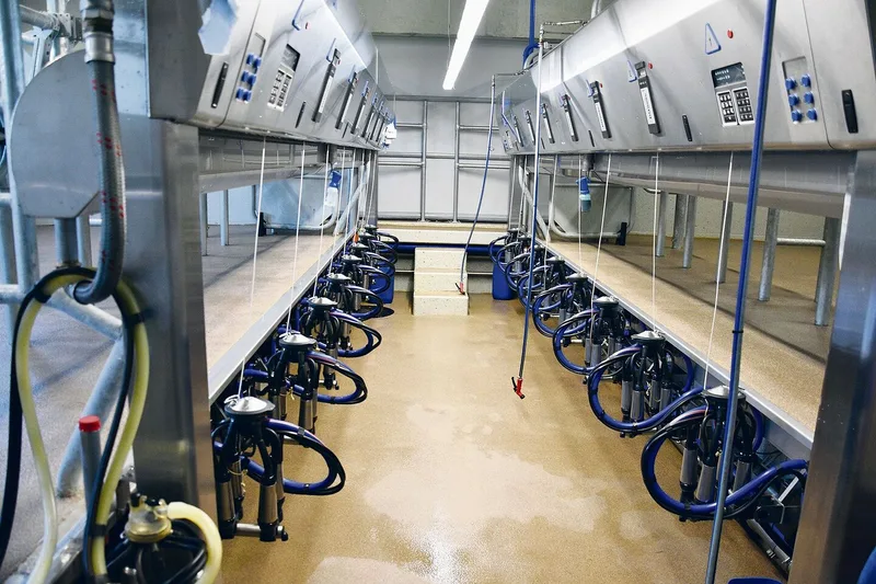 Gemolken werden die 100 Kühe in einem 2×8-DeLaval-Parallelmelkstand von hinten. Gut eine Stunde brauche man dafür.