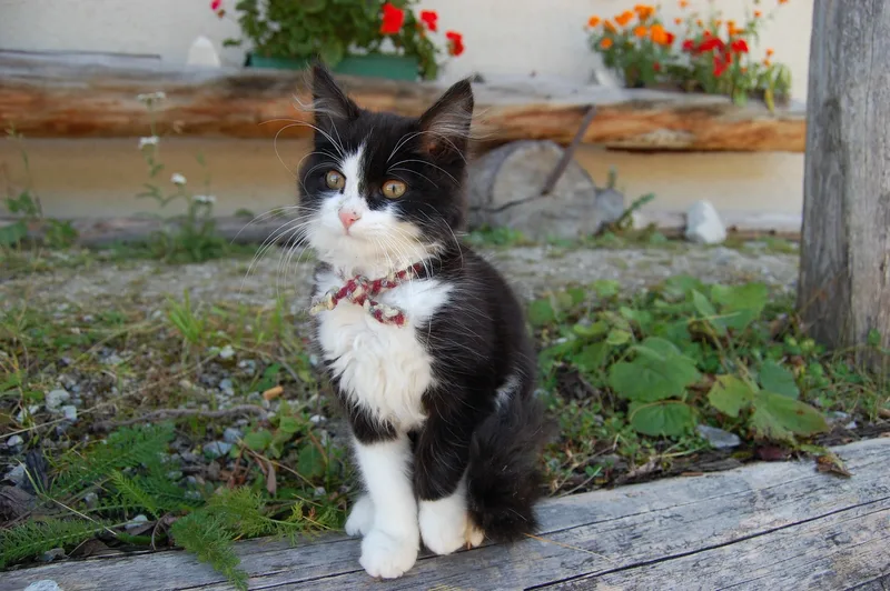 So bleibt Ihre Bauernhofkatze gesund und wird ein guter Mäusejäger