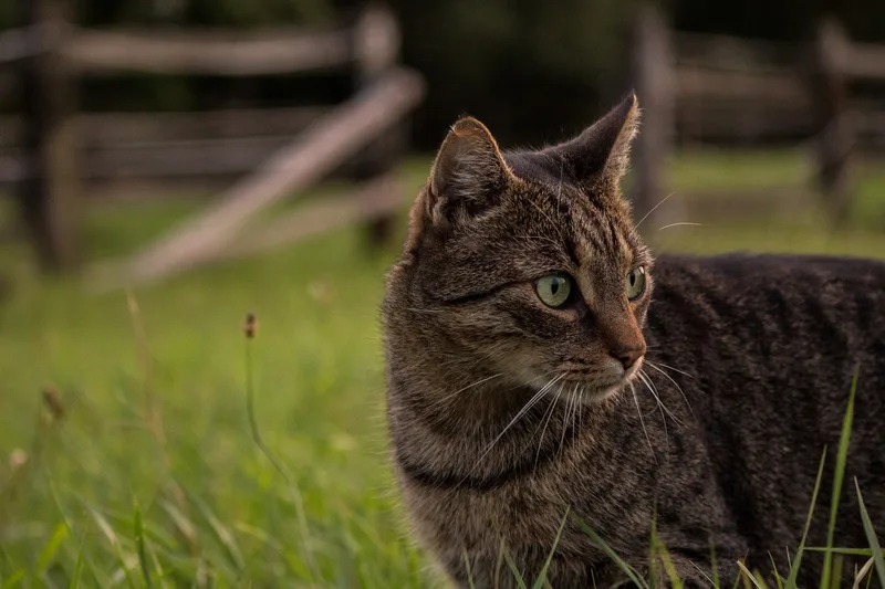 So bleibt Ihre Bauernhofkatze gesund und wird ein guter Mäusejäger