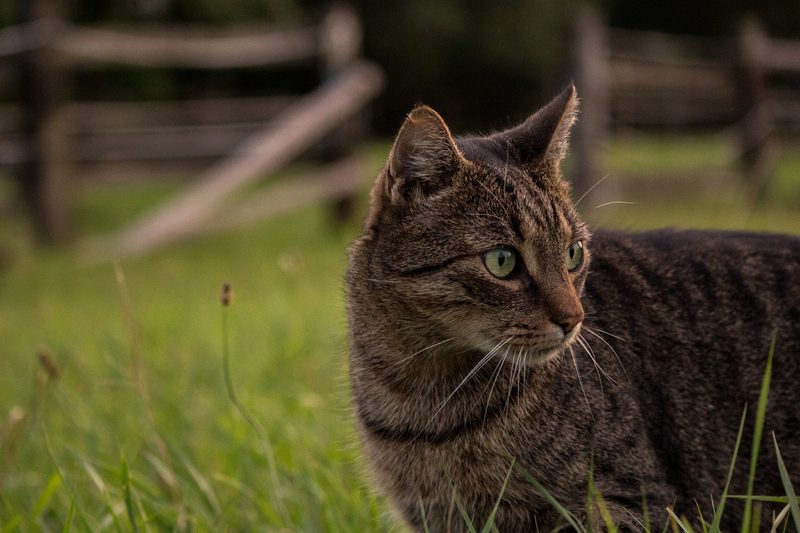 So bleibt Ihre Bauernhofkatze gesund und wird ein guter Mäusejäger