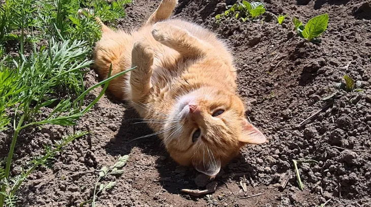So bleibt Ihre Bauernhofkatze gesund und wird ein guter Mäusejäger