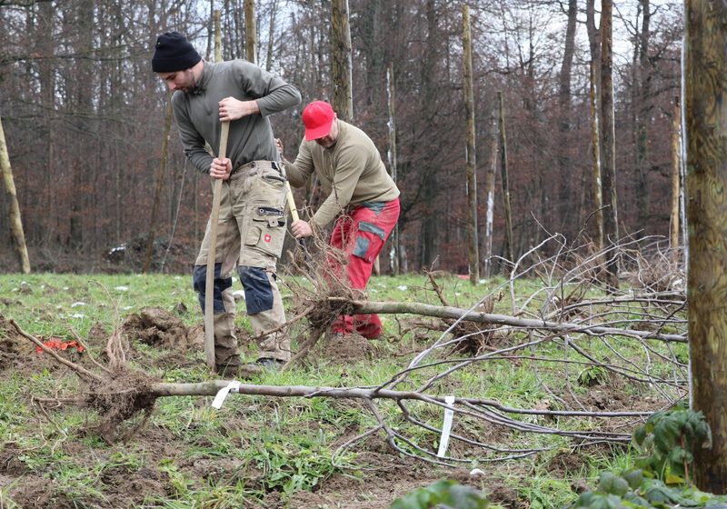 An der ALA 23 sollen die Obstbäume in voller Pracht dastehen