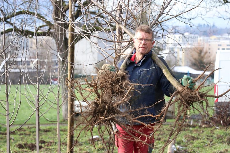 An der ALA 23 sollen die Obstbäume in voller Pracht dastehen