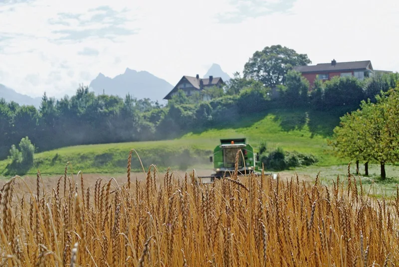 Ein Dinkelfeld im Talboden von Arth SZ.
