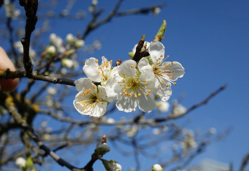 Löhrpflaume Blüte FRUCTUS