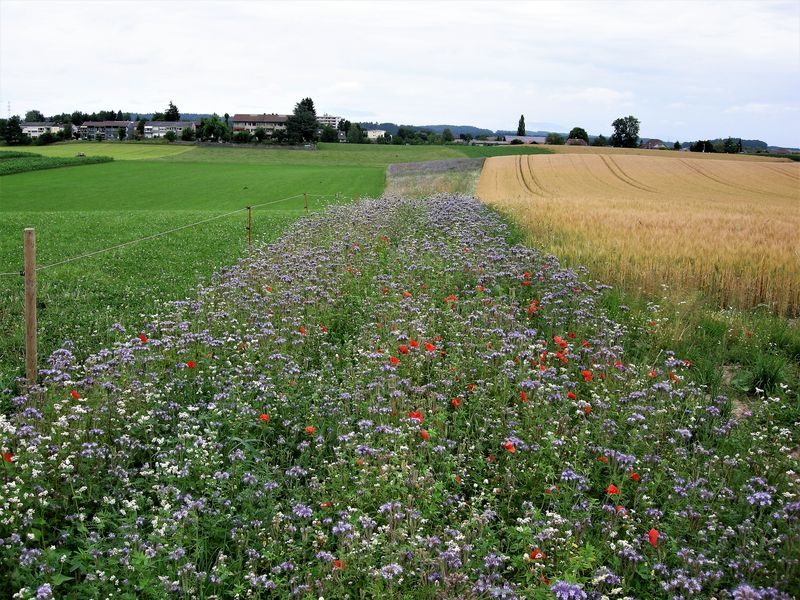 Mit Biodiversitätsflächen den Pflanzenschutzmittel- und Nährstoffeinsatz reduzieren