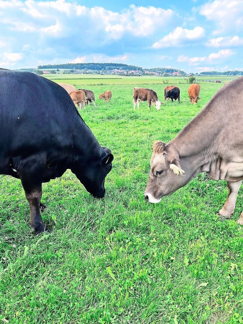 Neben den Gurken darf man sie nicht vergessen: die Mutterkühe vom Betrieb Schweingruber.