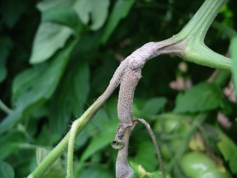 Erste Krautfäule-Funde in Tomaten