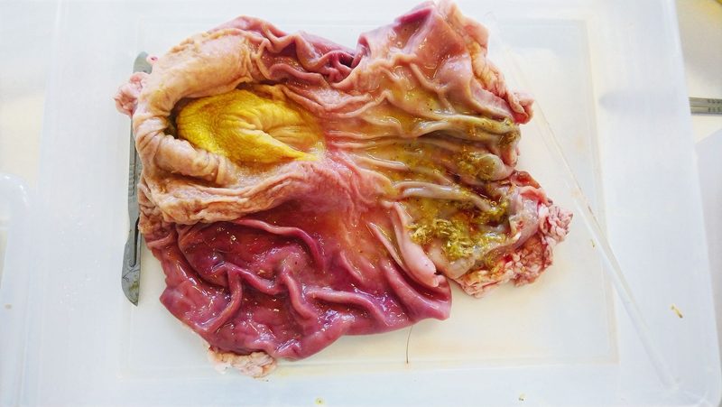 Veränderter Magen eines Schlachtschweins: Wo die Speiseröhre in den Magen mündet, sind gelbe Verhornungen erkennbar.