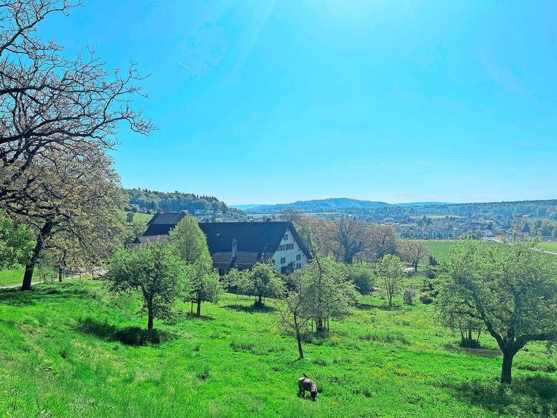 Der Gutsbetrieb vor dem Schloss Wildegg ist idyllisch gelegen. Das bedeutet aber auch, dass viele Wanderer über den Hausplatz spazieren.