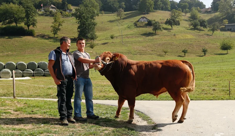 Franz Burri vertraut Lehrling Fabian Bader auch den Limousin-Stier Lary an. Burri gibt seine Erfahrung im Umgang mit Tieren gerne an den 17-Jährigen Lehrling weiter. Bild. Ruben Sprich