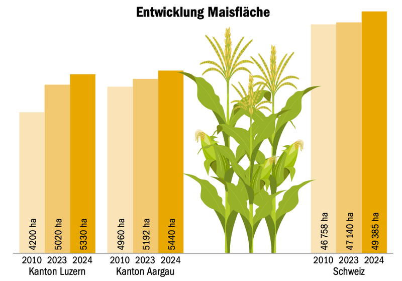 Neue Verordnung: Nun ist Mais nach Mais doch möglich