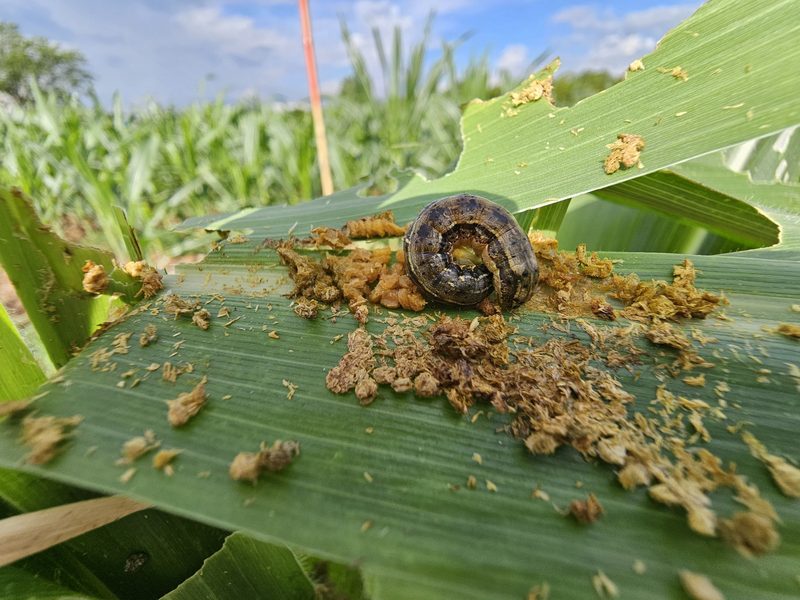 Kambodscha: Feldforschung gegen den Herbst-Heerwurm