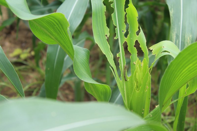 Kambodscha: Feldforschung gegen den Herbst-Heerwurm