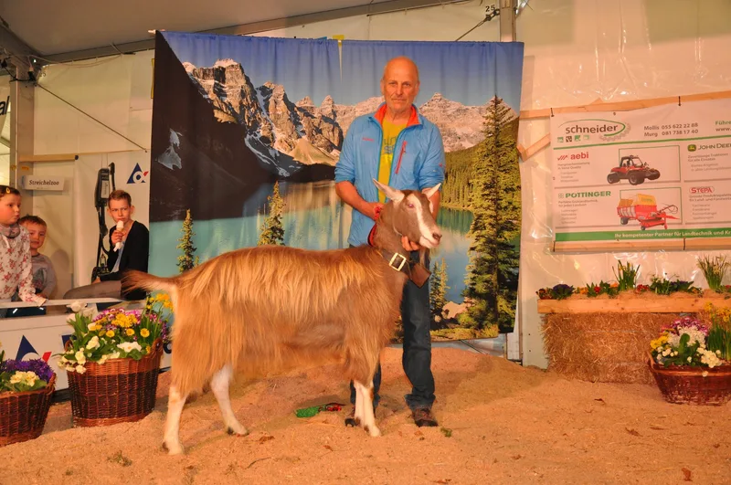 Philipps Phil Peggy-Sue gewinnt die Glarona 2023