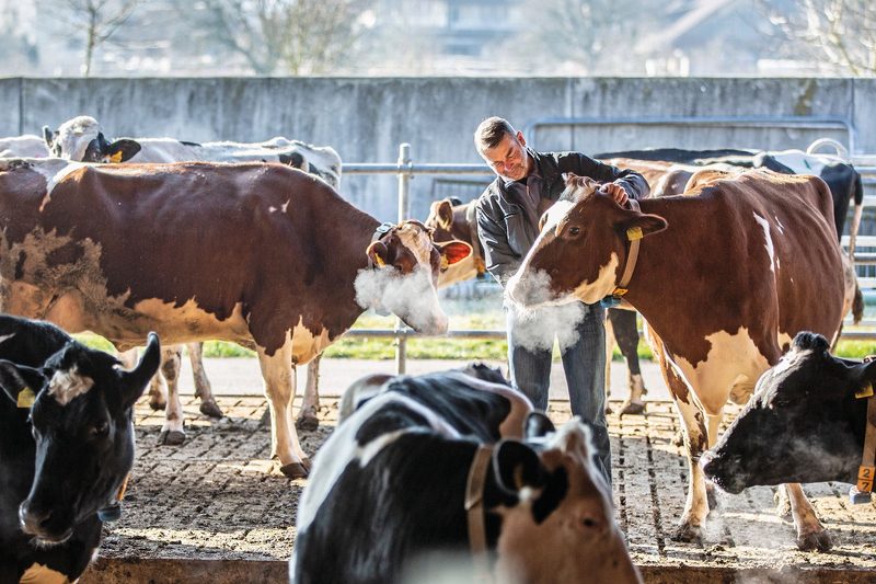 Christian Wolleb setzt auf Verkehrsmilch-Produktion, Philipp Fehlmann und seine Partnerin können sich gut vorstellen, Milch selber zu vermarkten. Bild: Pia Neuenschwander