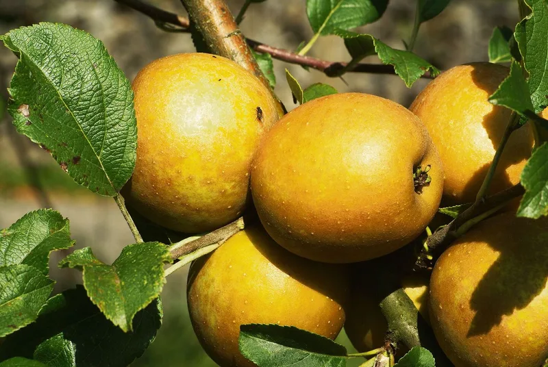 Diese 12 Raritäten für den Obstgarten werten auch das Sortiment auf