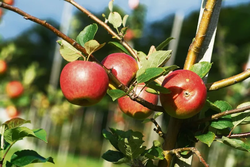 Diese 12 Raritäten für den Obstgarten werten auch das Sortiment auf
