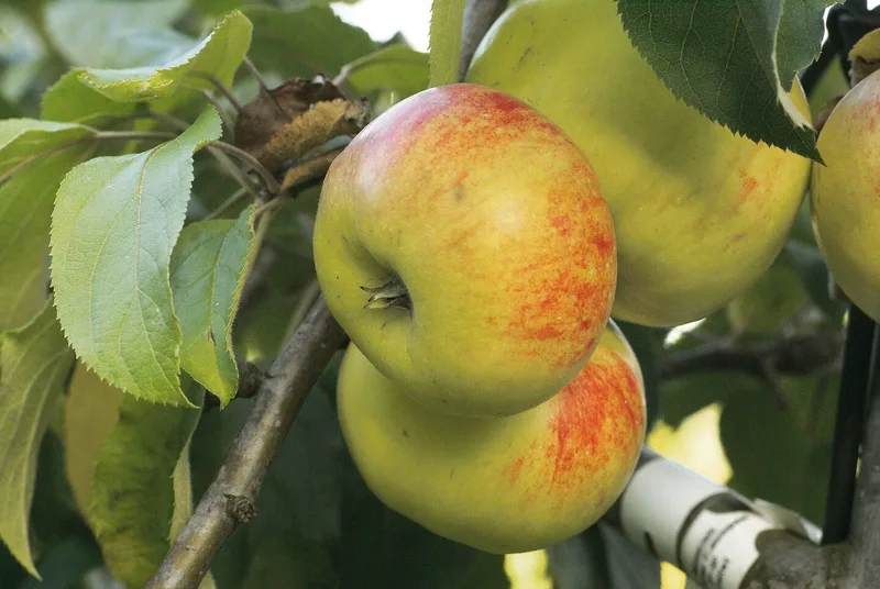 Diese 12 Raritäten für den Obstgarten werten auch das Sortiment auf