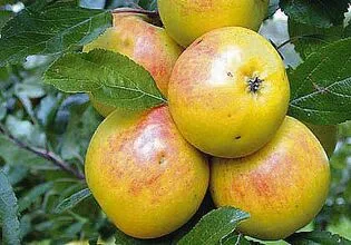 Diese 12 Raritäten für den Obstgarten werten auch das Sortiment auf