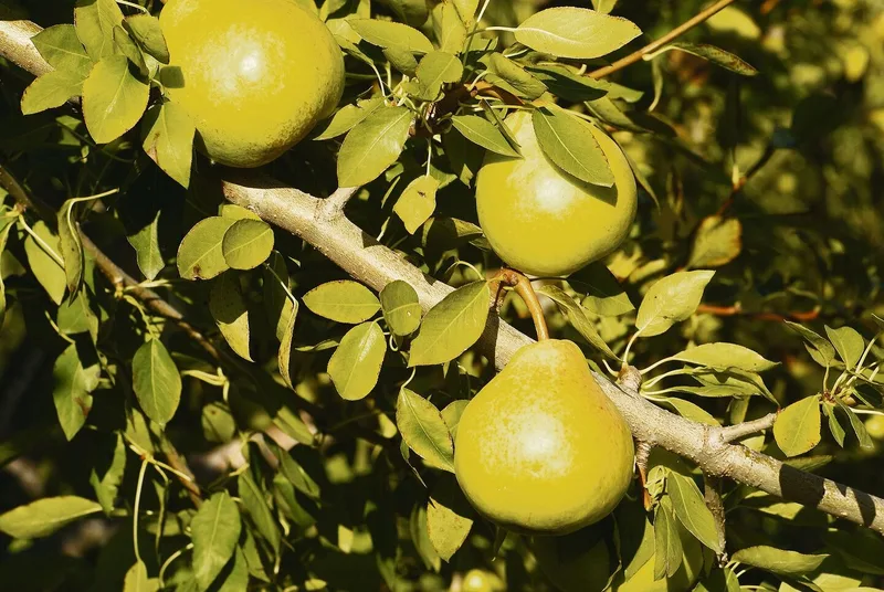 Diese 12 Raritäten für den Obstgarten werten auch das Sortiment auf