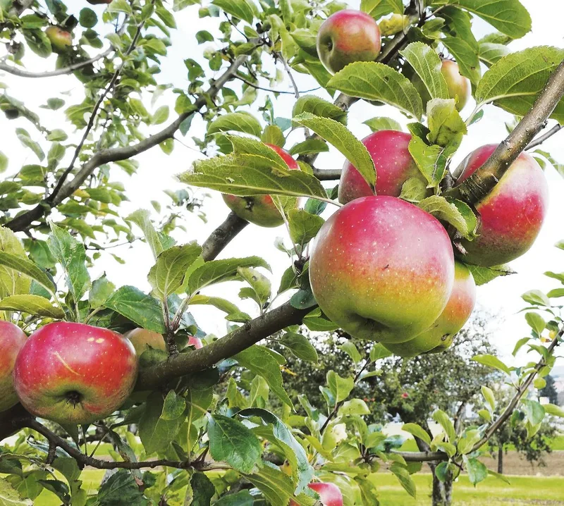 Diese 12 Raritäten für den Obstgarten werten auch das Sortiment auf