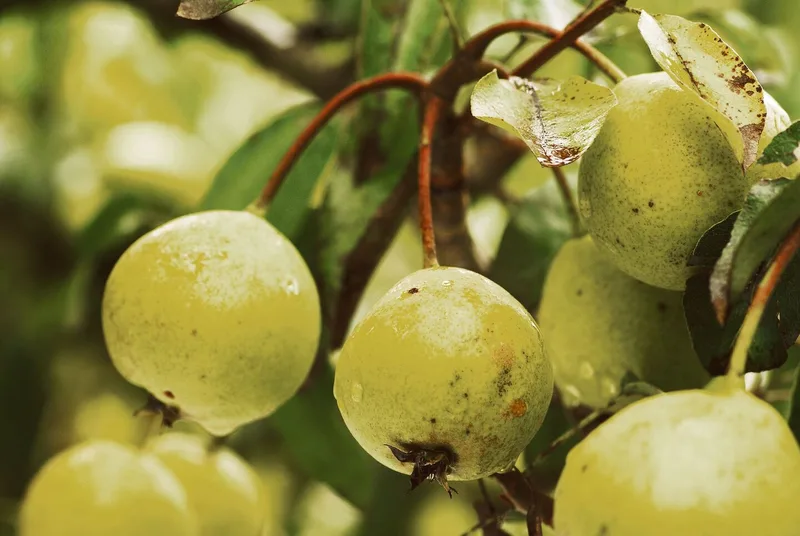Diese 12 Raritäten für den Obstgarten werten auch das Sortiment auf