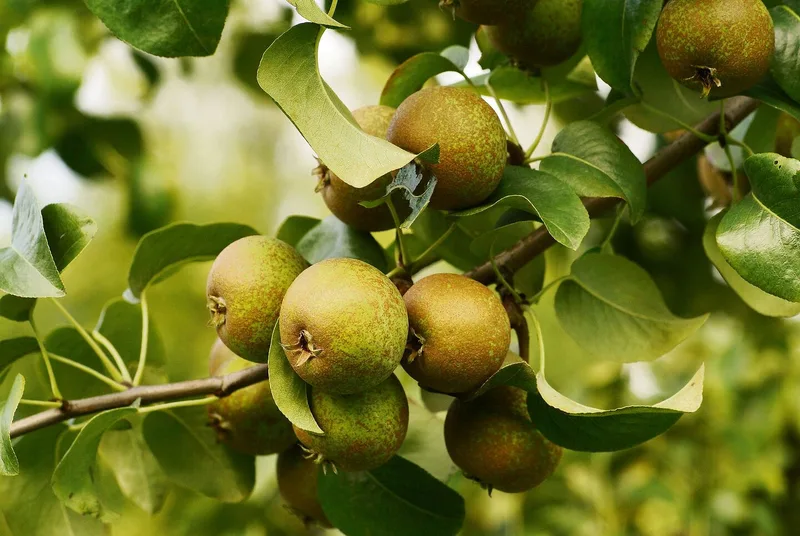 Diese 12 Raritäten für den Obstgarten werten auch das Sortiment auf