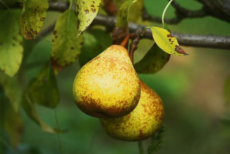 Diese 12 Raritäten für den Obstgarten werten auch das Sortiment auf