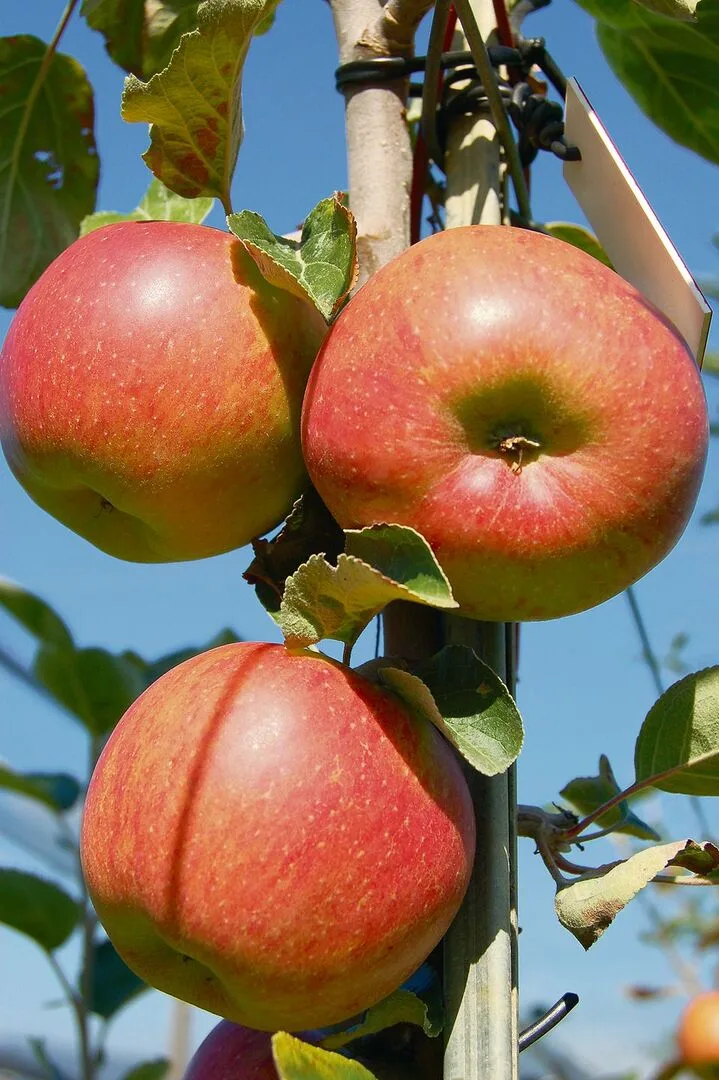 Diese 12 Raritäten für den Obstgarten werten auch das Sortiment auf