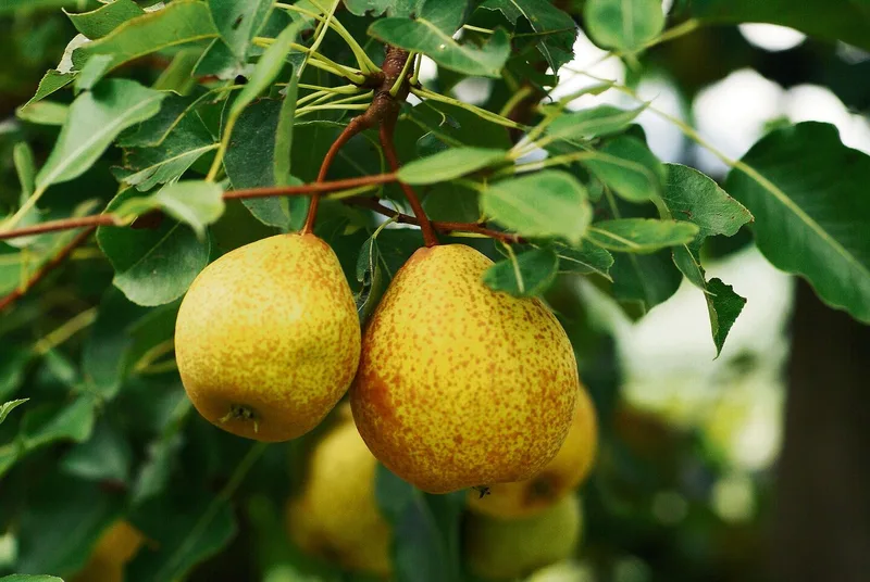 Diese 12 Raritäten für den Obstgarten werten auch das Sortiment auf