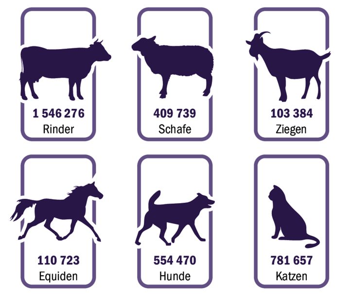 Bei der Identitas AG ist eine beachtliche Anzahl lebender Tier registriert. Die Anzahl in der Grafik ist per 31. Dezember 2024.