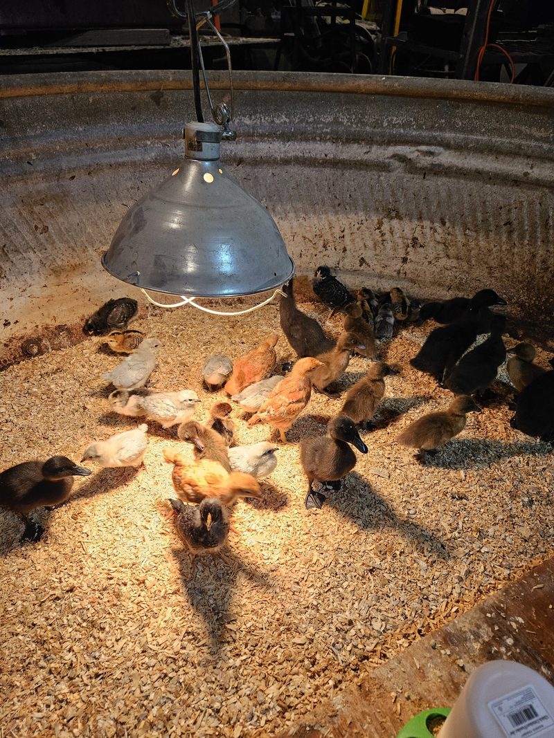 Auswanderin: Frühlingsbeginn und Kükengezwitscher in den USA