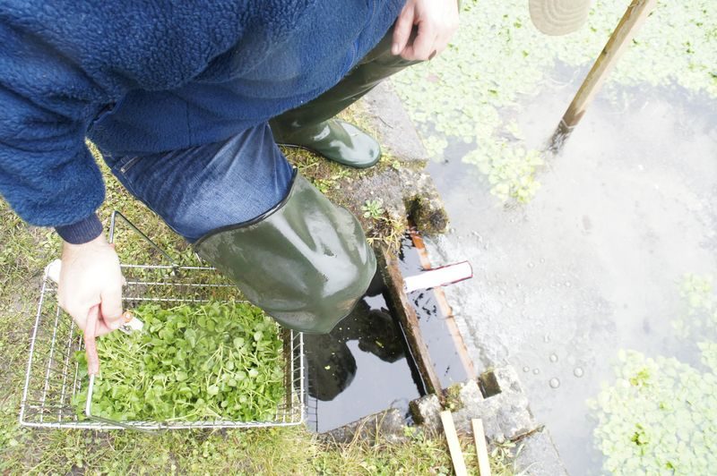 Würzige Kresse aus Biodiversitäts-Hotspot