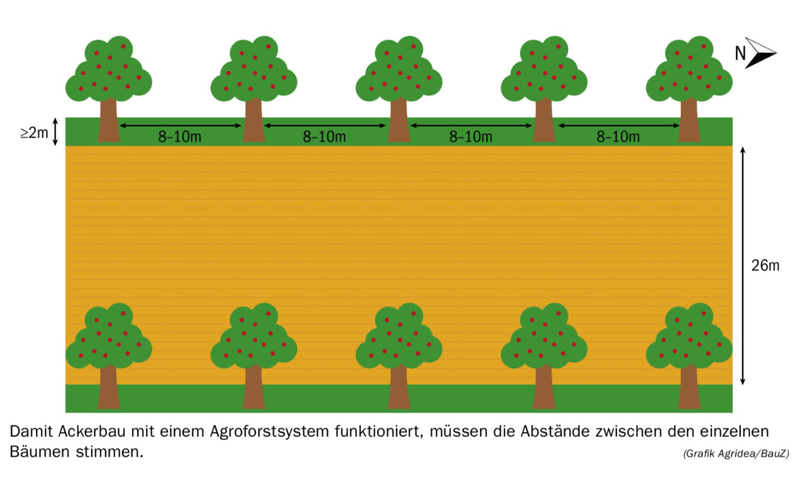 Agroforst und Ackerbau – so gehts