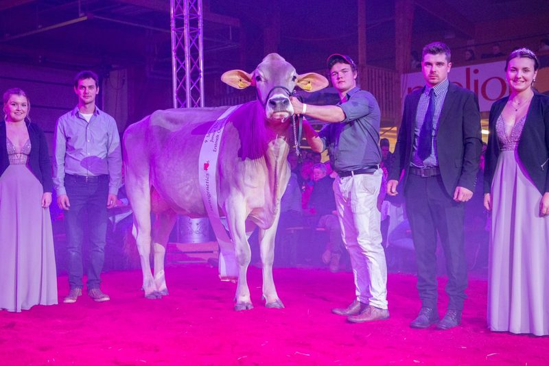 Schwyzer Junior Show erstmals mit OB-Kühen