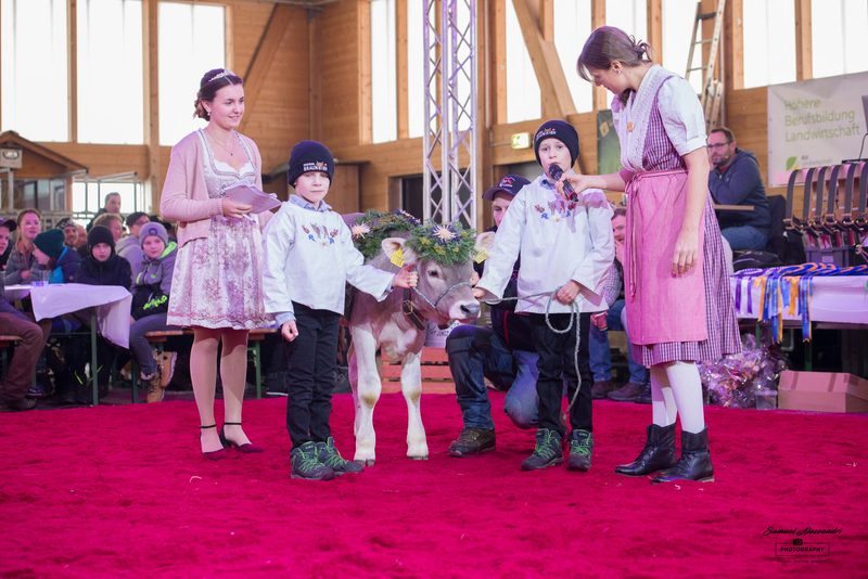 Schwyzer Junior Show erstmals mit OB-Kühen