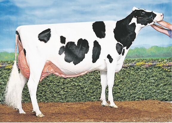 Eine der berühmtesten McCutchen-Töchter ist sicher Walnutlawn Summer (EX-94).