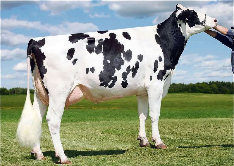 Die Mutter von McCutchen, die Shottle-Tochter Sully May, war damals eine begehrte Stierenmutter.