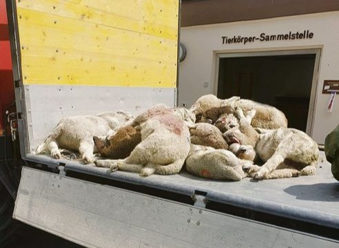 Solche Bilder möchte niemand sehen. So wird erst diese Woche publik, dass der Wolf letze Woche in Klosters 16 Schafe riss. In der Tagespresse werden solche Tragödien nicht erwähnt. (Bild zVg)